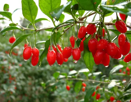 bacche goji controindicazioni