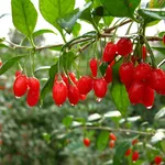 bacche goji controindicazioni