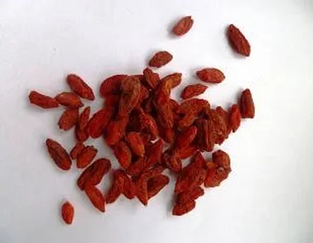 bacchegoji1