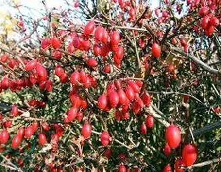 fruttogoji