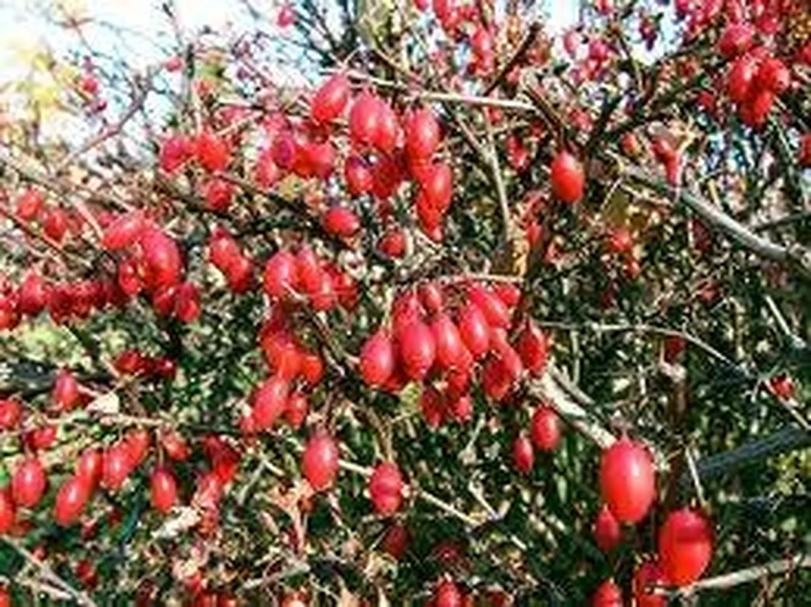 fruttogoji