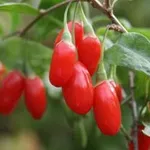gojiberryproprieta