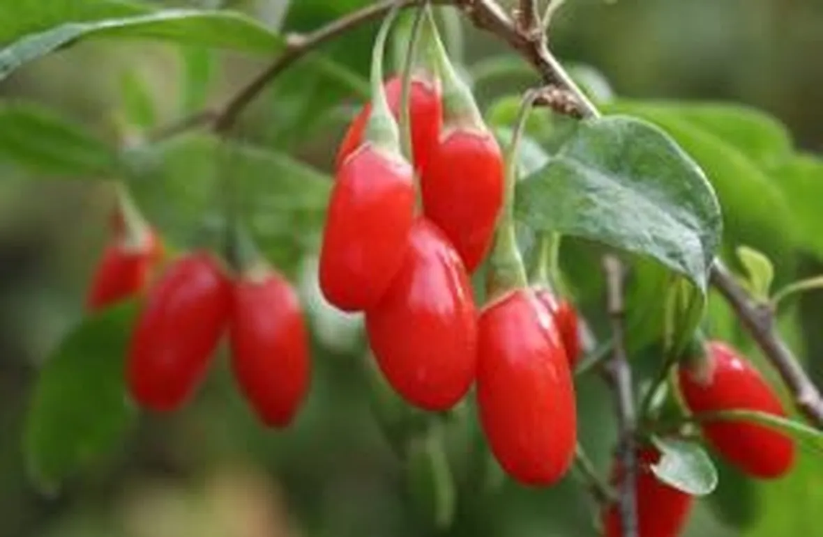 gojiberryproprieta
