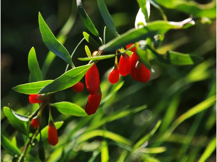 goji pianta