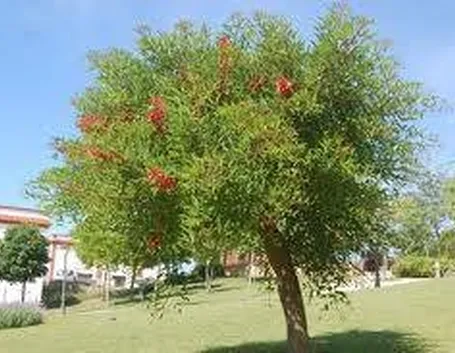 gojipianta2