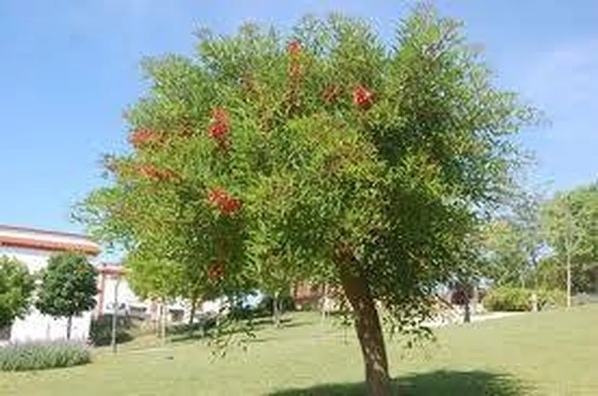 gojipianta2