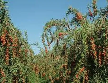 gojiproprieta1