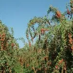 gojiproprieta1