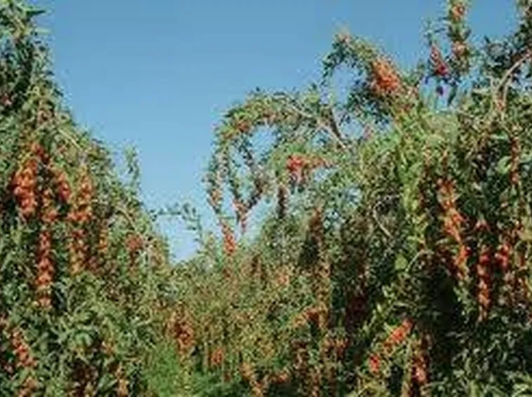 gojiproprieta1