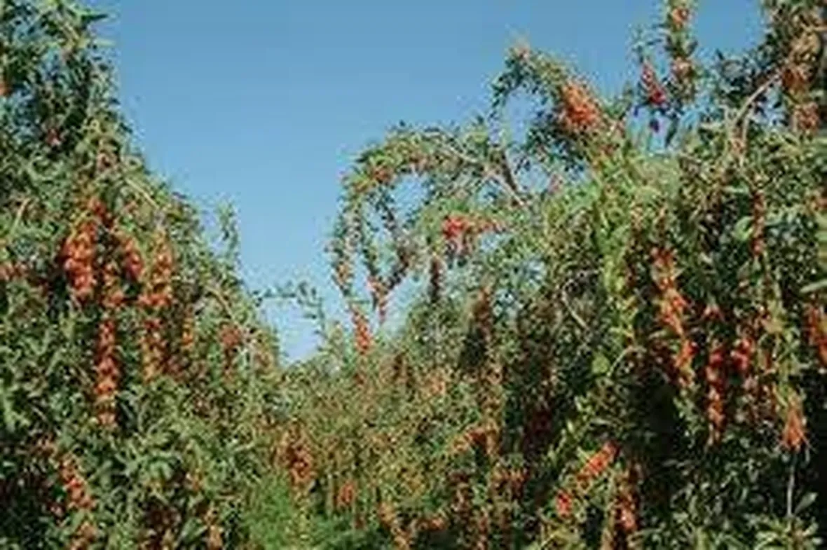 gojiproprieta1