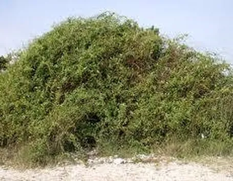 lyciumbarbarum2