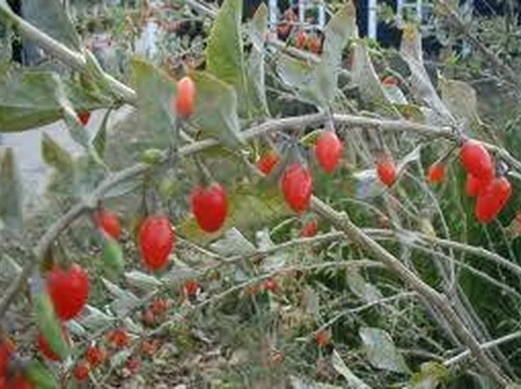 lyciumbarbarum