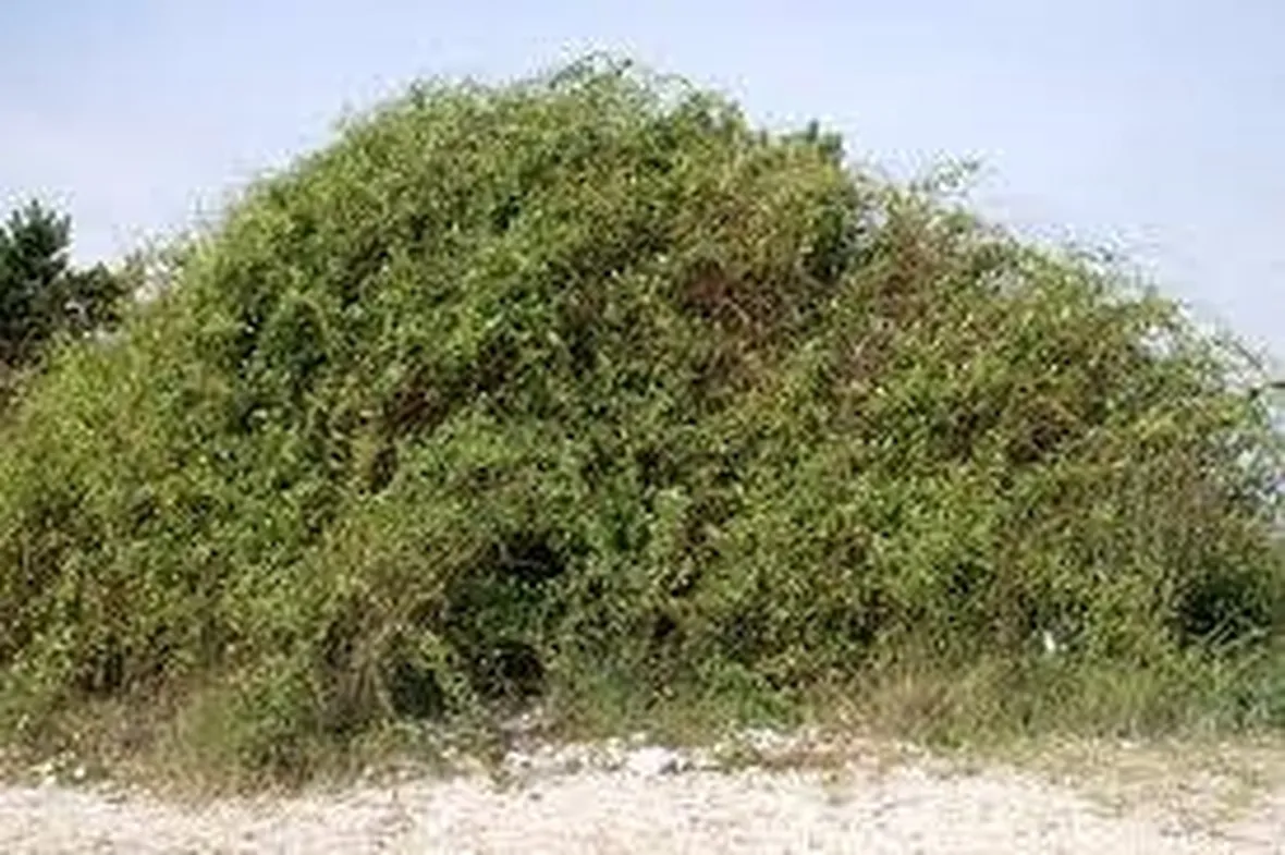 lyciumbarbarum2