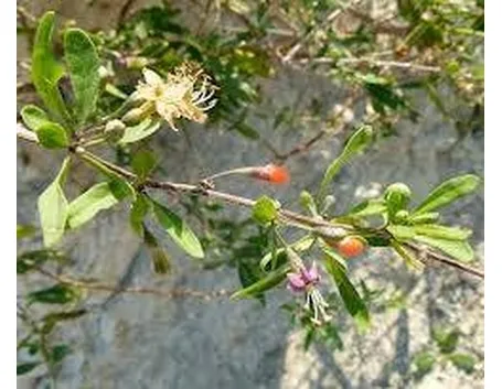 lyciumbarbarumgoji
