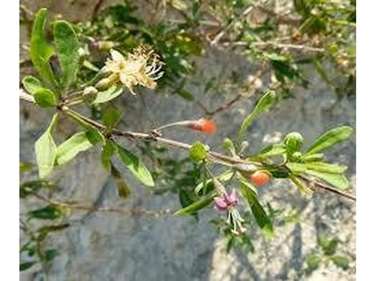 lyciumbarbarumgoji