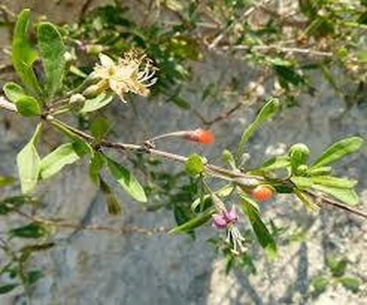 lyciumbarbarumgoji