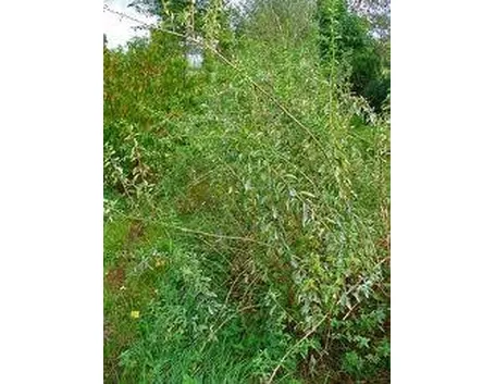 proprietalyciumbarbarum