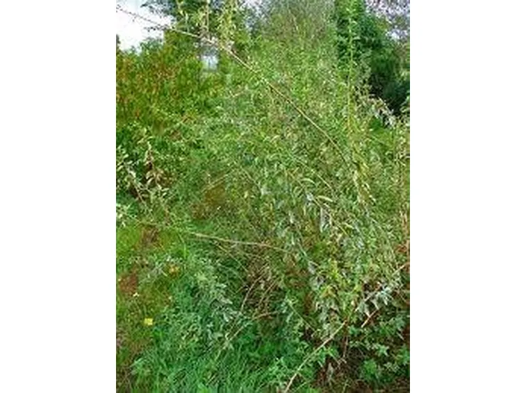 proprietalyciumbarbarum