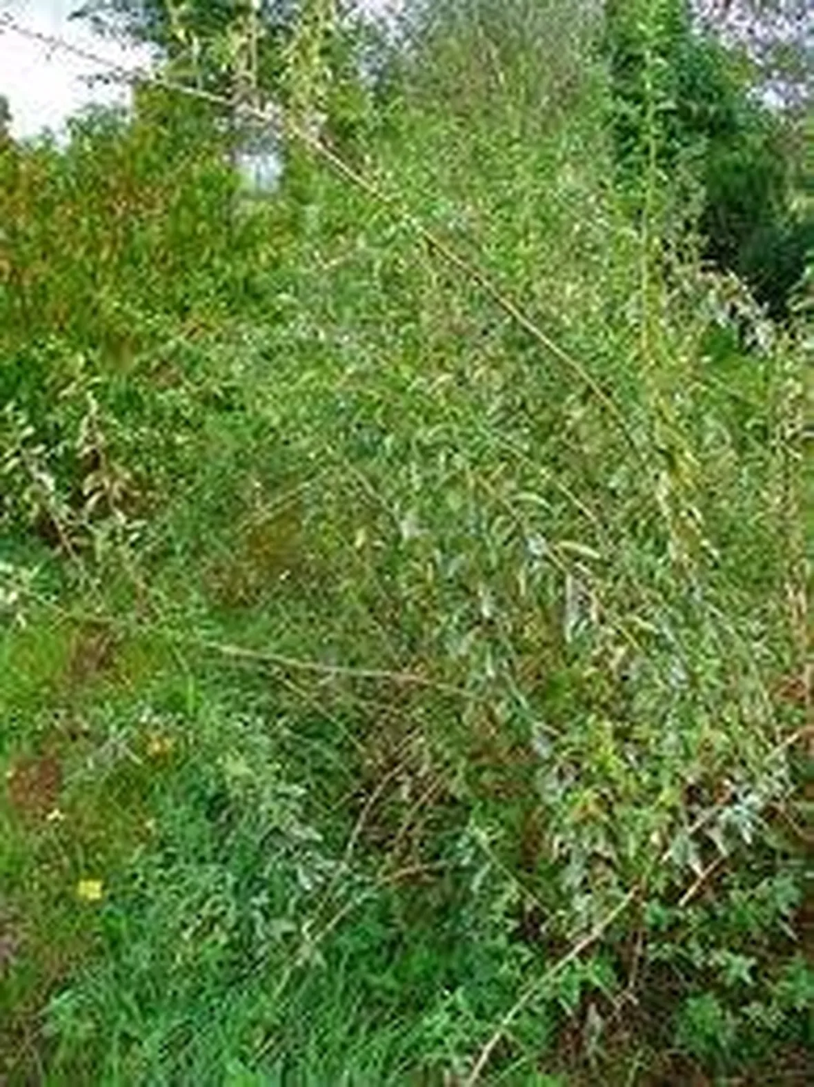 proprietalyciumbarbarum