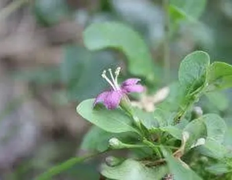 lyciumchinense