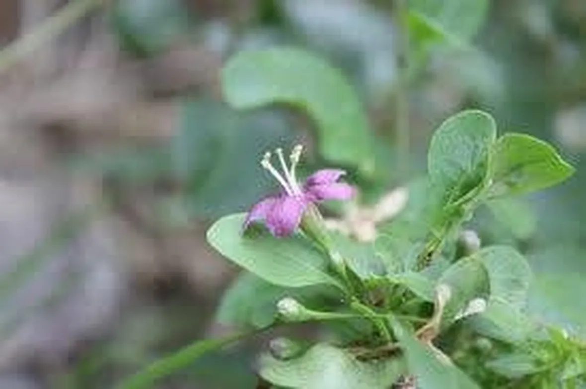 lyciumchinense