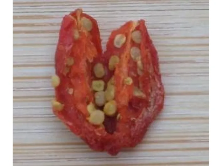 semidigoji