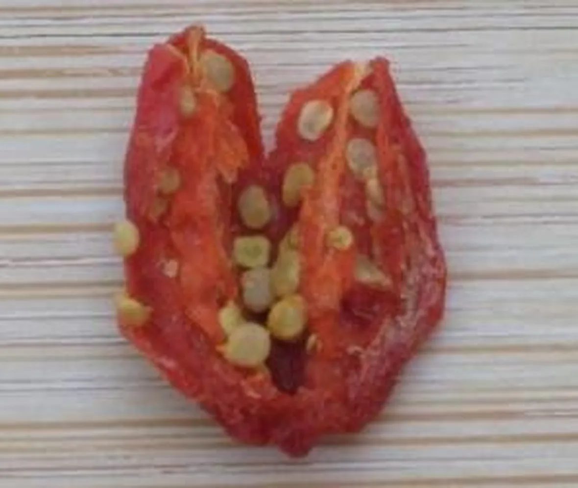 semidigoji