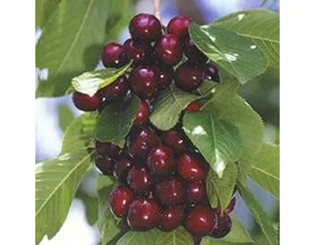 foto ciliegio