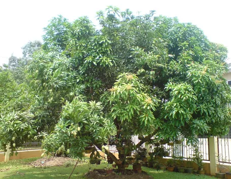 immagini mango