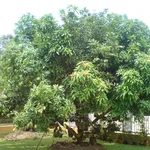 immagini mango