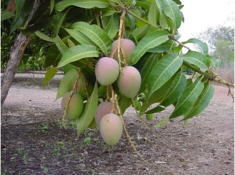 mango frutti