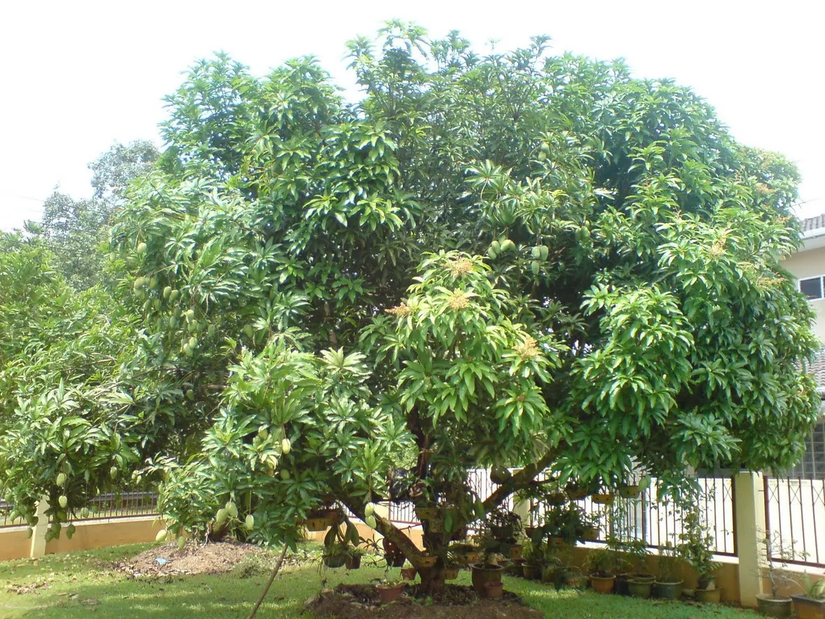 immagini mango