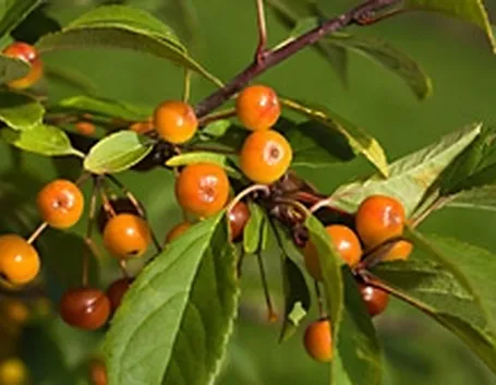 malus floribunda