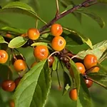 malus floribunda