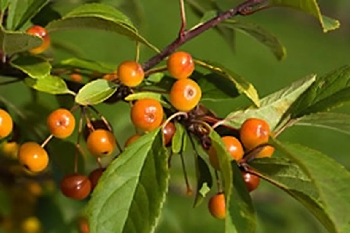 malus floribunda
