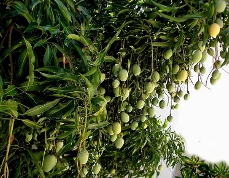 immagini mango