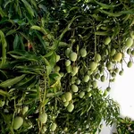 immagini mango