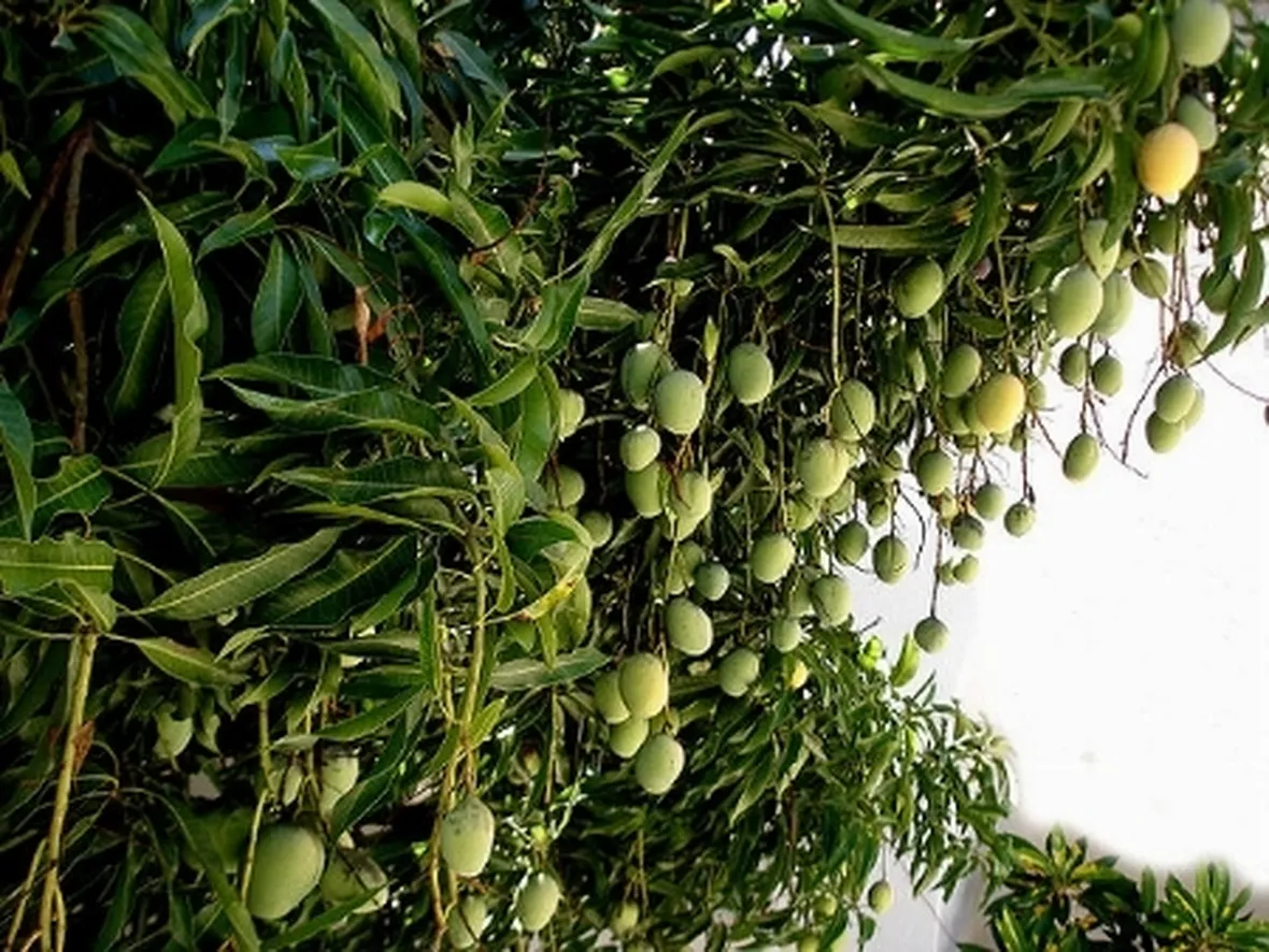 immagini mango