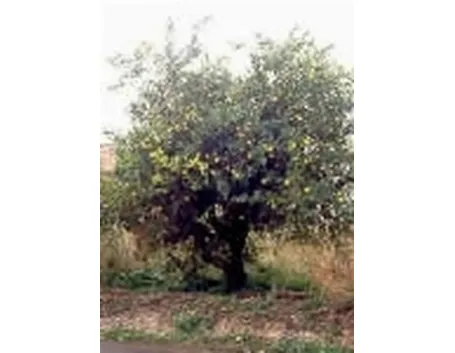 foto pianta di limone