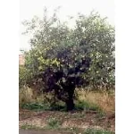 foto pianta di limone