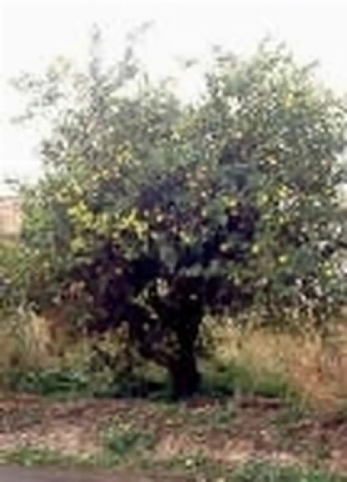 foto pianta di limone