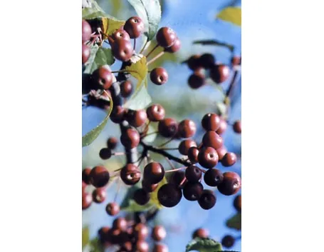 frutti di malus floribunda