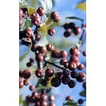 frutti di malus floribunda