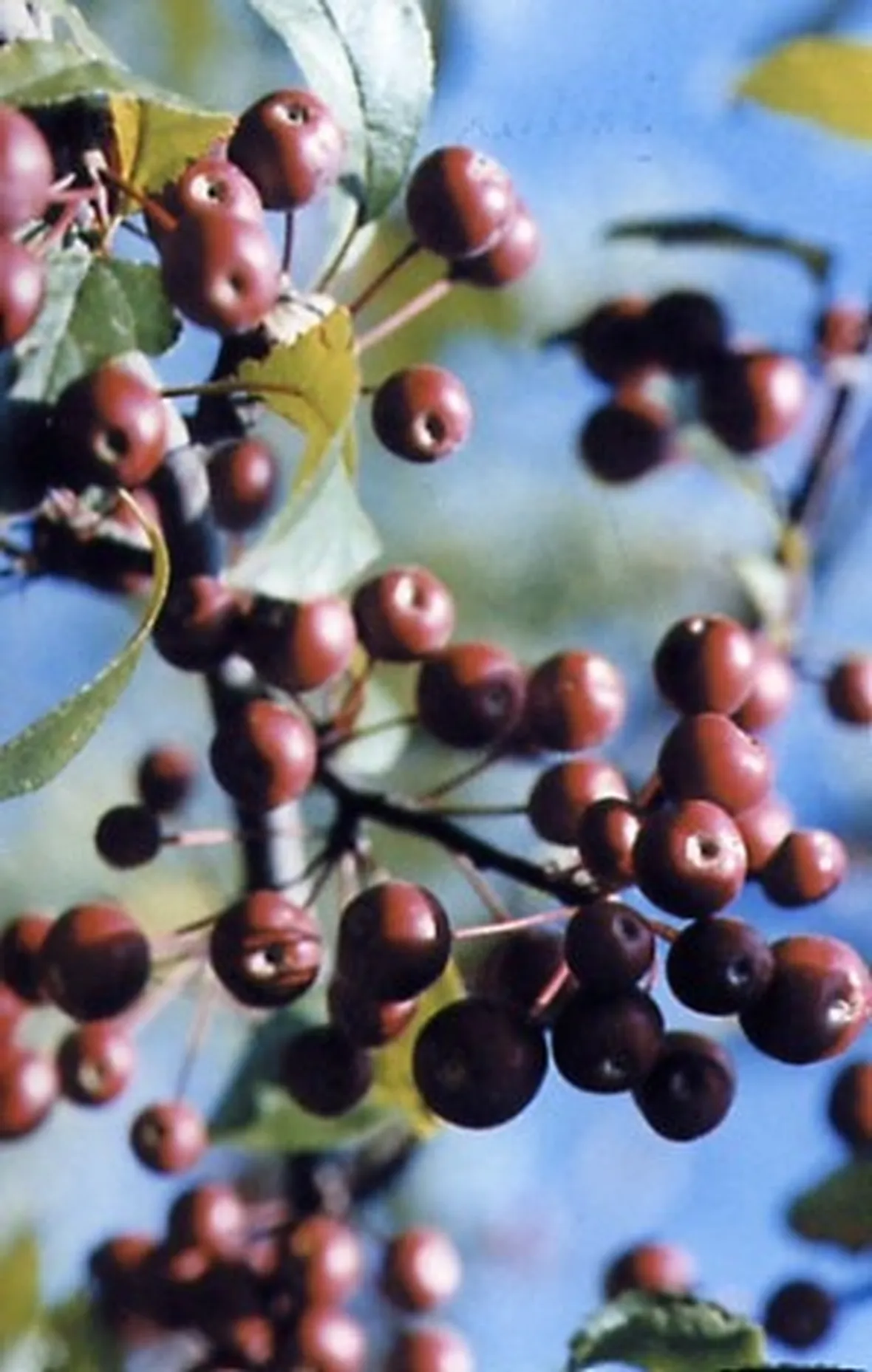 frutti di malus floribunda