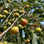 Cascola fisiologica: quando la caduta dei frutticini è normale