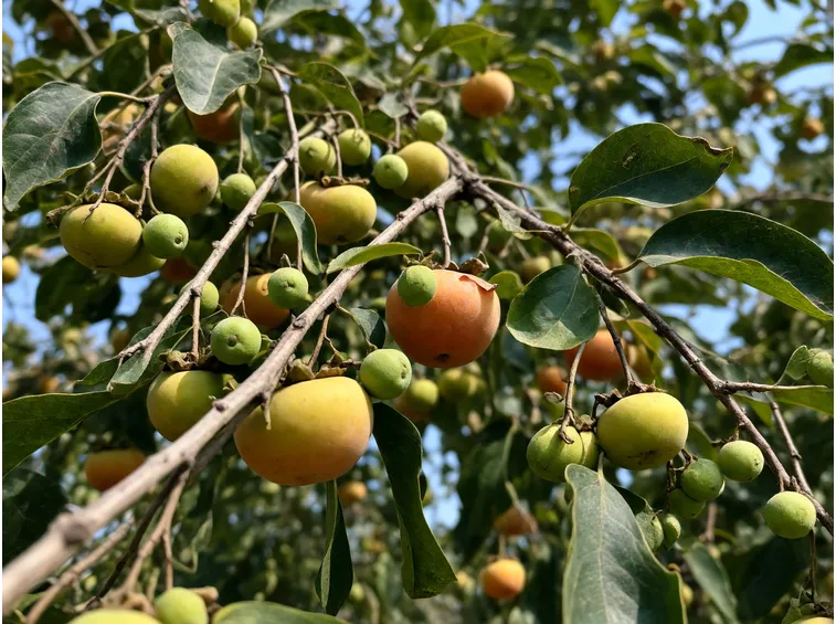 Cascola fisiologica: quando la caduta dei frutticini è normale