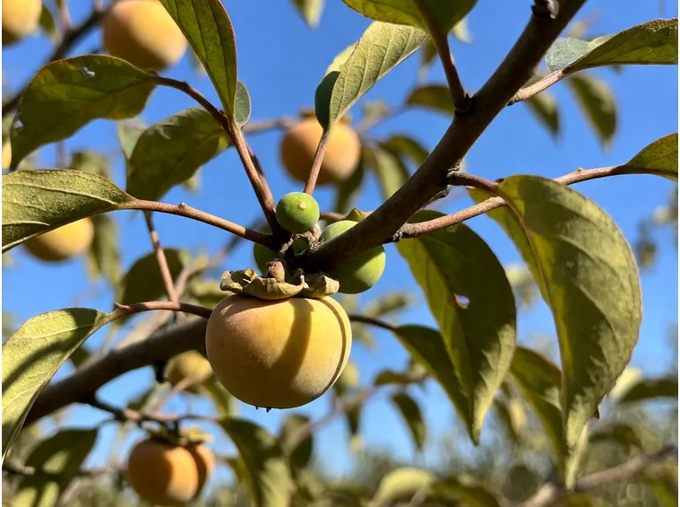 Sete, caldo e ristagni: lo stress idrico fa cadere i frutti già formati