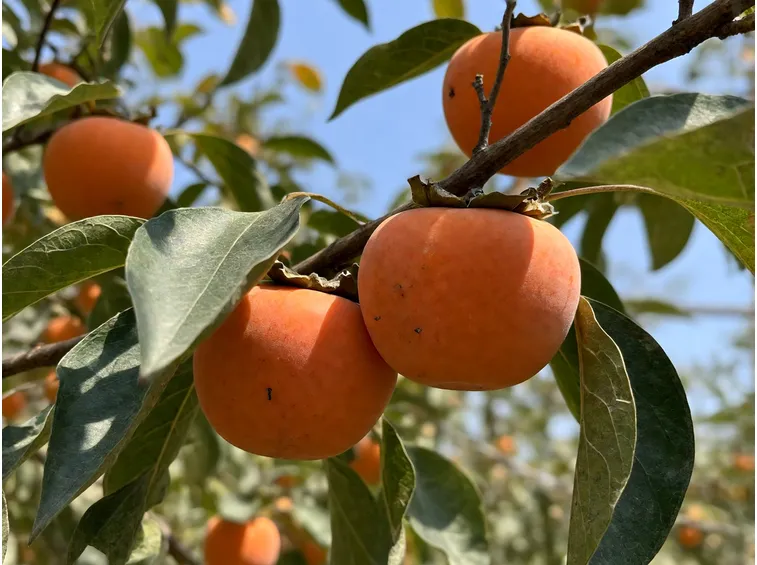Impollinazione e mosca della frutta: cosa controllare in autunno