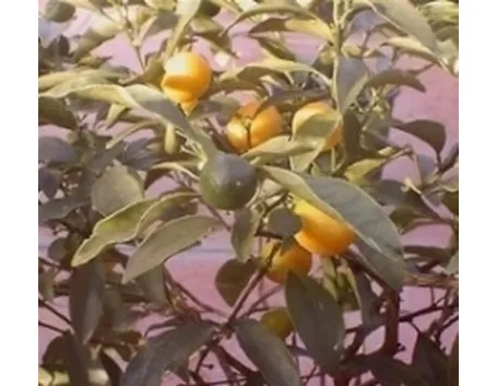 foto del limone