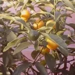 foto del limone